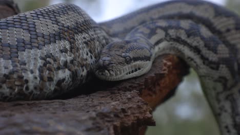 Serpiente-En-Un-árbol-En-La-Naturaleza-Moviéndose-Con-La-Lengua-Fuera-De-Cerca