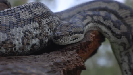 serpiente en un árbol en la naturaleza moviéndose con la lengua fuera de cerca