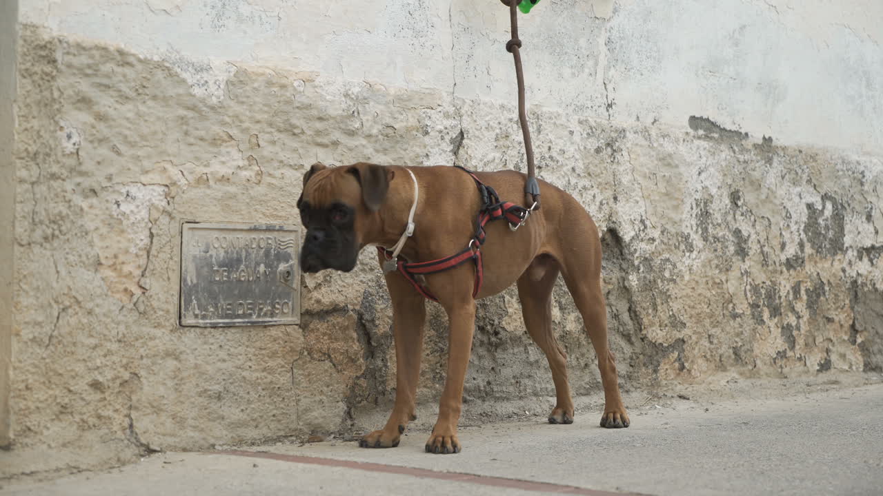 Boxer dog on a leash in front of a wall