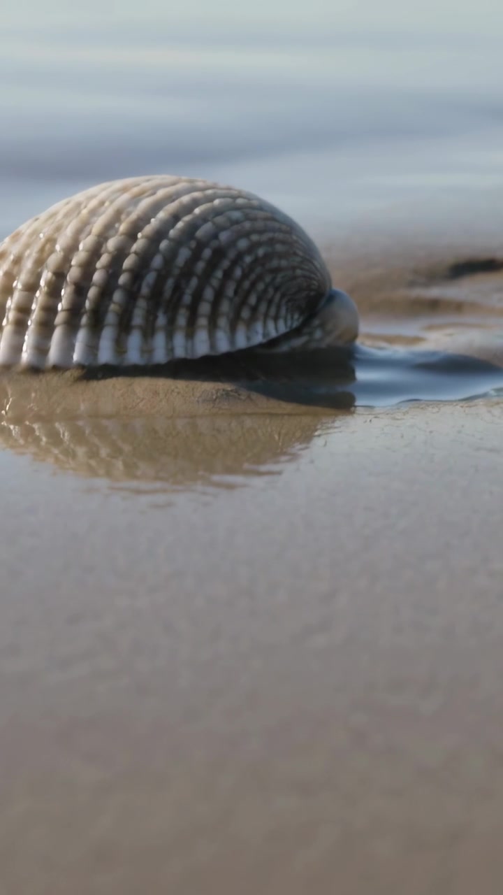 Vertical video: Receding tide revealing ribbed shell resting on damp sand, forming tiny pool