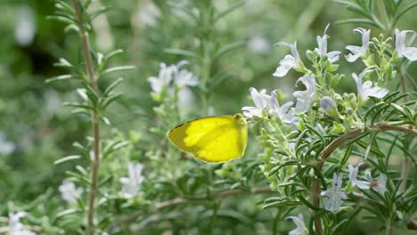 Eurema-Hecabe-Oder-Gewöhnlicher-Grasgelber-Kleiner-Pierid-Schmetterling,-Der-Sich-Von-Weißen-Rosmarinblüten-Ernährt
