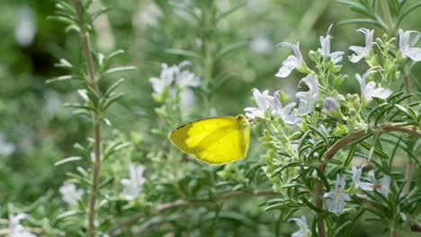 Eurema-Hecabe-O-Hierba-Común-Amarilla-Pequeña-Mariposa-Pierid-Alimentándose-De-Flores-Blancas-De-Romero