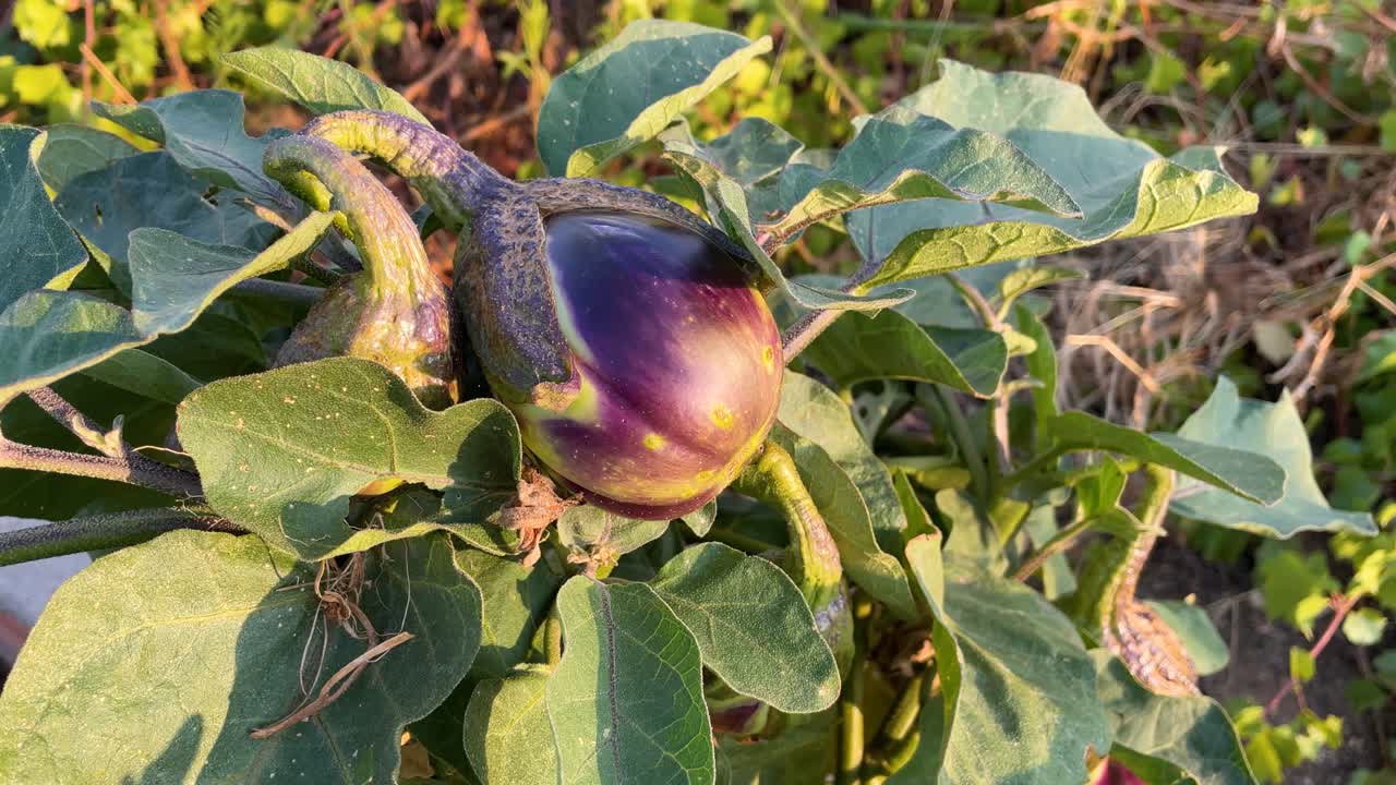 Scatto statico all'ora d'oro di una pianta di melanzana con due frutti in via di sviluppo, luce dorata che si riflette sulle foglie, il frutto principale che diventa viola con tonalità gialle, catturato al rallentatore.