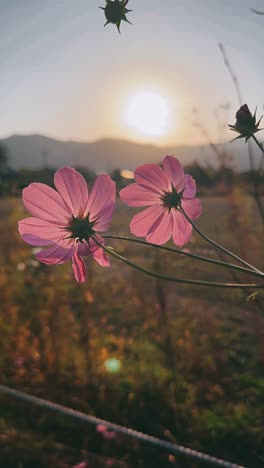 pink cosmos at sunset