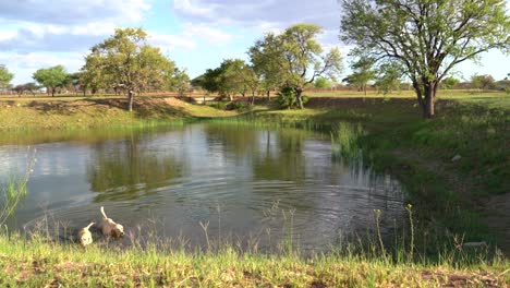 two labradors playing fetch and swimming in a pond