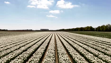 vast field of white tulips