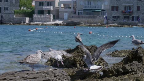 sea gulls on a rock on the adriatic coast