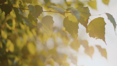 birch leaves in sunlight