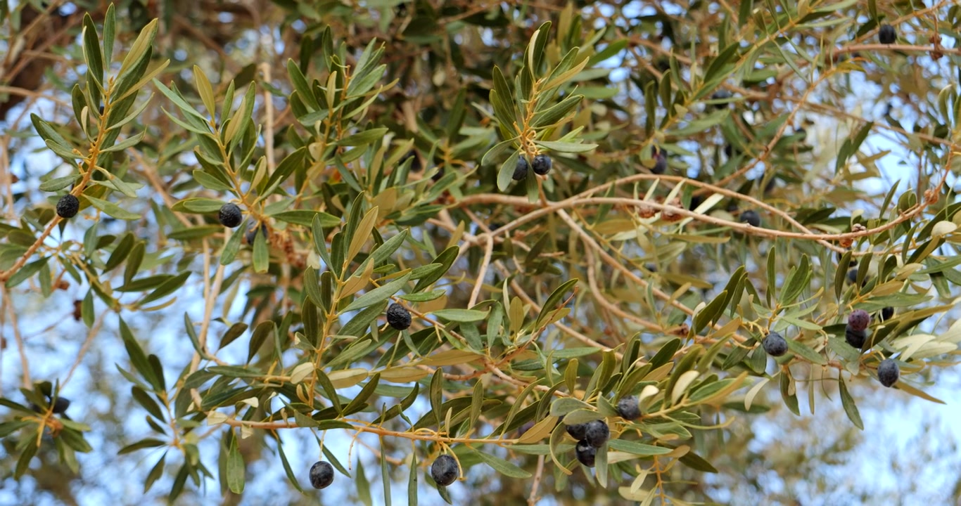 Olive nere mature in Turchia pendono da rami sottili tra foglie strette verde-argento su un albero da frutto prima della raccolta in un modesto uliveto privato di famiglia nella campagna mediterranea.
