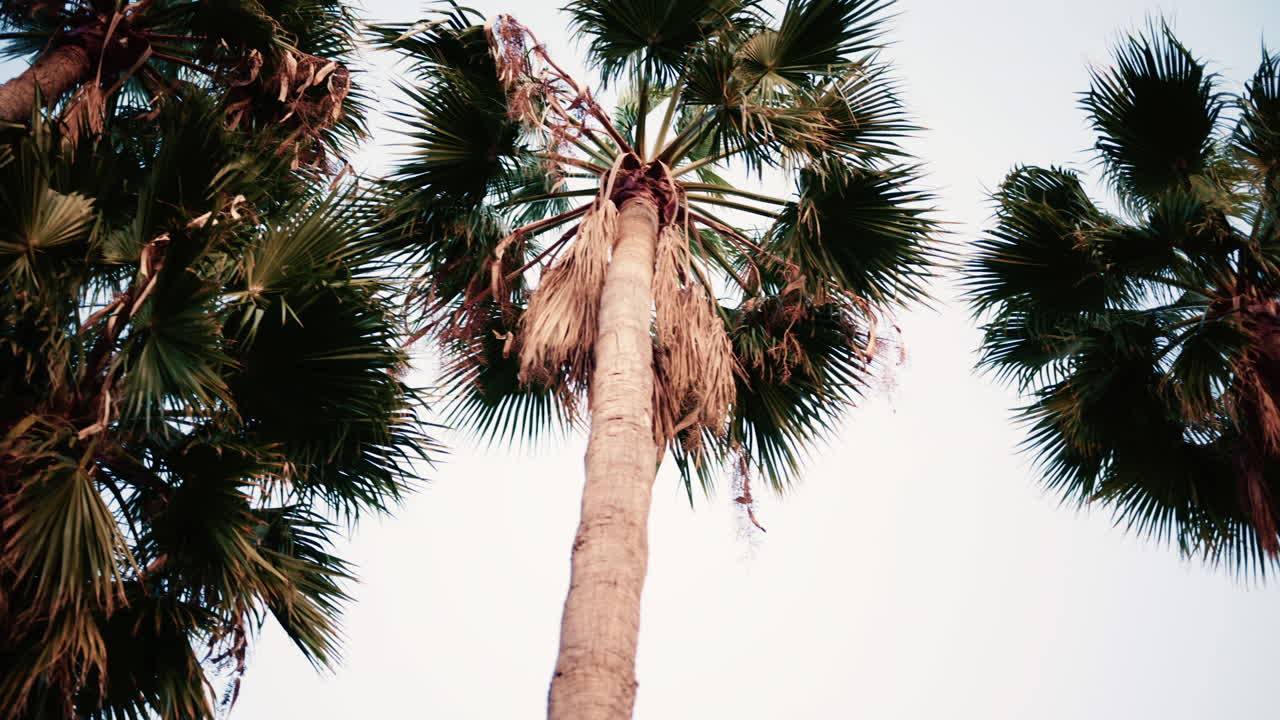 A line of tall palm trees captured at sunset with warm light illuminating the fronds
