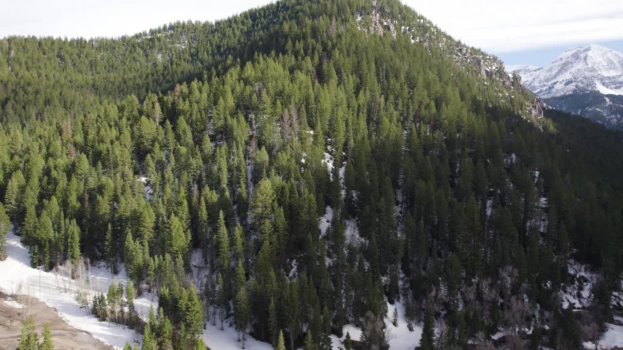 vista aérea de drones de los densos árboles del monte timpanogos en el cañón de american fork, utah