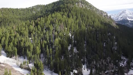 aerial drone view of dense trees of mount timpanogos in american fork canyon, utah