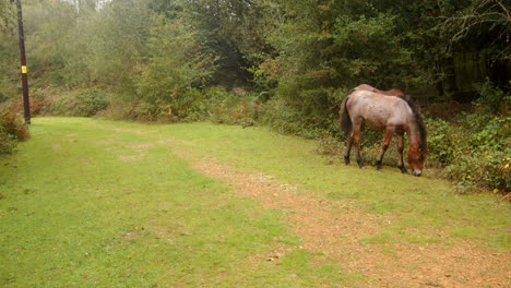 shot of two brown new forest ponies grazing on a track