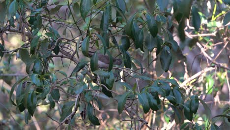 Conspicuous-and-noisy-little-friarbird,-philemon-citreogularis-hopping-from-twig-to-twig,-foraging-for-food-on-the-tree,-wild-Australian-native-bird-found-near-Wynnum-coastal-wetland,-Queensland