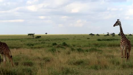 Two-giraffes-leaving-another-giraffe-alone-in-hot-African-savanna