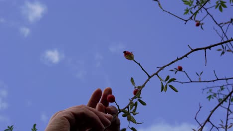 woman hands trying to pick wild rose hip from below the bush