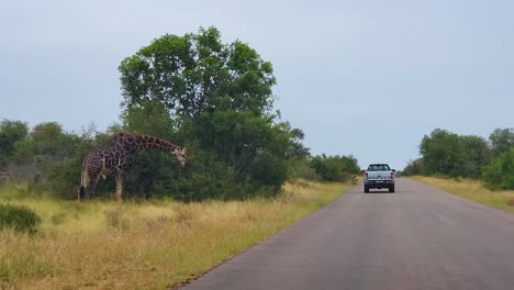 cape giraffe bends over browsing on tree looking around on side of road in kruger national park