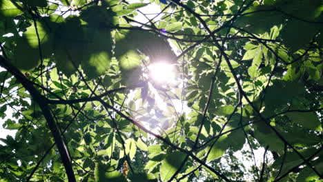 la luz del sol de verano fluye a través del denso follaje de los cedros creando sombras profundas en el bosque de worcestershire, inglaterra.