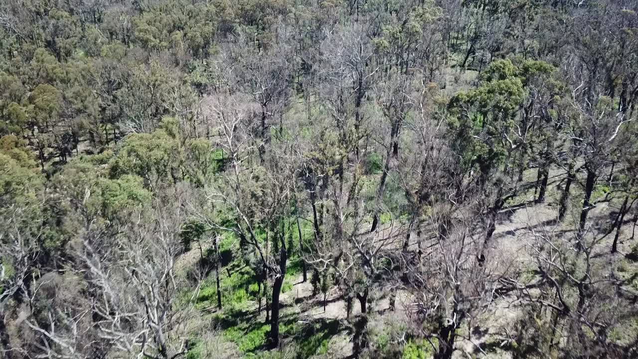 Low aerial footage over the canopy of recovering eucalypt forest one year after wildfire affected the region