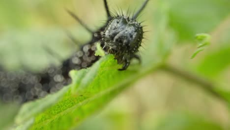 caterpillar of peacock butterfly on green foliage establishing natural insect detailed life feeding and crawling