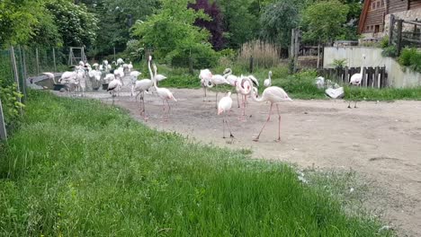 Baby-and-adult-flamingos-on-a-summer-day