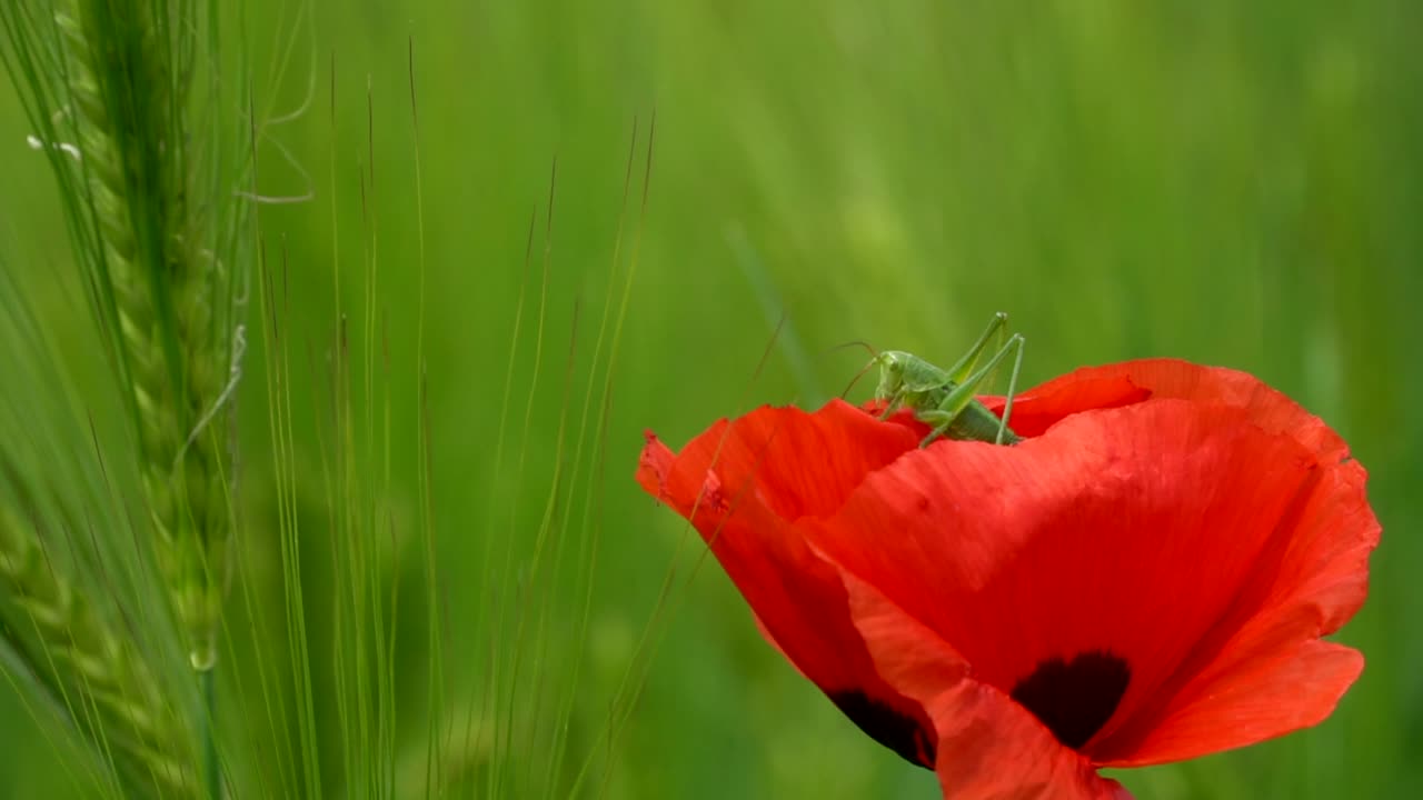 Primo piano cinematografico vibrante di una cavalletta verde che riposa in un fiore di papavero rosso durante una giornata di sole su un campo agricolo