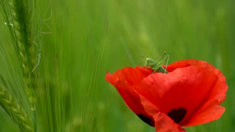 Lebendige-Filmische-Nahaufnahme-Einer-Grünen-Heuschrecke,-Die-Während-Eines-Sonnigen-Tages-Auf-Einem-Landwirtschaftlichen-Feld-In-Einer-Roten-Mohnblume-Ruht