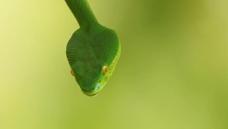 La-Víbora-De-Labios-Blancos-Es-Una-Víbora-Venenosa-Endémica-Del-Sudeste-Asiático-Y-A-Menudo-Se-Encuentra-Durante-La-Noche-Esperando-En-Una-Rama-O-Rama-De-Un-árbol-Cerca-De-Un-Cuerpo-De-Agua-Con-Muchos-Alimentos