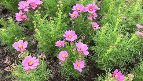 el lapso de tiempo de las flores que florecen en un jardín.