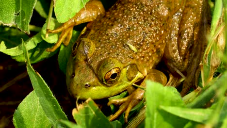 extreme closeup of green frog in grass