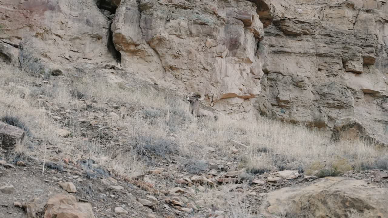 산 기슭에 앉아 있는 큰 숫양