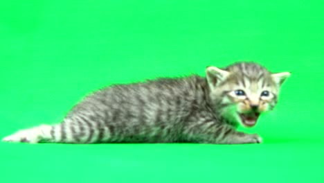 chroma key material　kitten