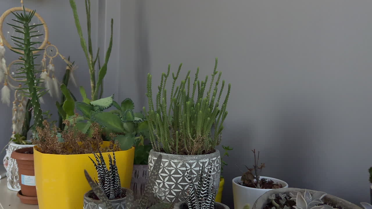 Small potted houseplants on indoor table near wall with bright soft lighting, desert cactus succulents