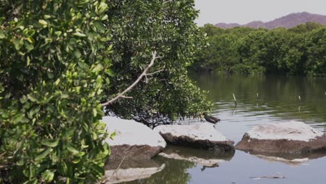 Polla-De-Agua-Común-Caminando-Sobre-Las-Rocas-En-Los-Pantanos