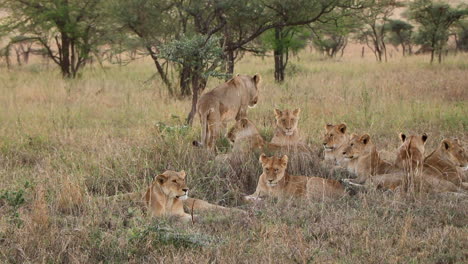 Ein-Rudel-Löwinnen-Entspannt-Sich-An-Einem-Schönen-Abend-Gemeinsam-Im-Serengeti-Nationalpark