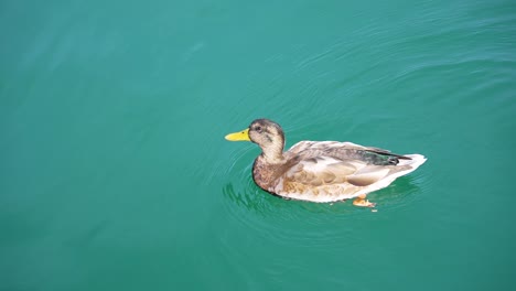 slow motion close up of a duck swimming in bright turquoise water from right to left side