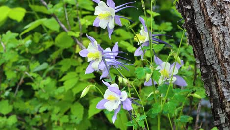 rocky mountain columbines in the colorado wilderness quiver in the breeze