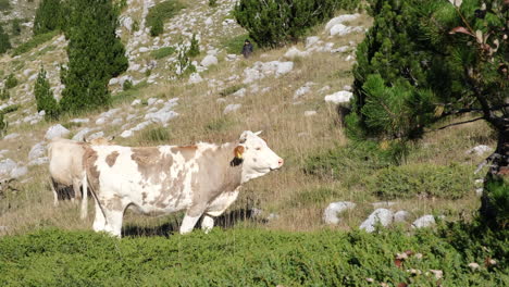 Vacas-En-Las-Montañas-Pastando