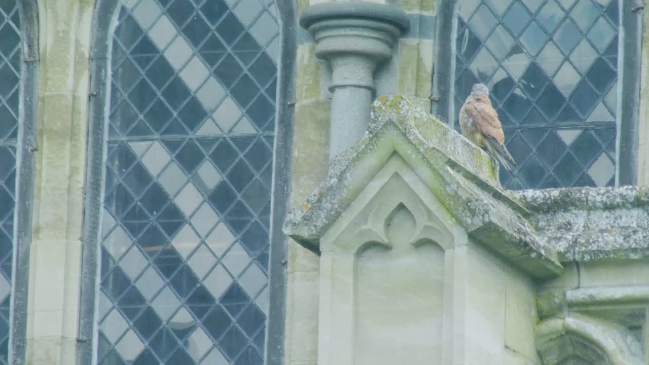 Gheppio comune appollaiato sul tetto ornato di una storica chiesa con vetrate colorate sullo sfondo. Comportamento della fauna selvatica urbana che mostra un piccolo falco che riposa sull'architettura tradizionale britannica