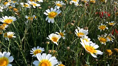 wild white daisies in the field