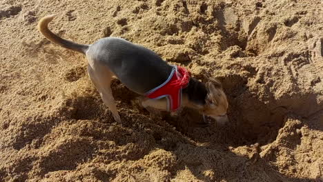 dog digging a hole with its paws in the beach sand