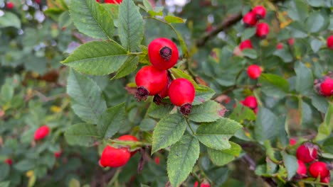 rosehip is a wild plant genus of the rose family a variety of rosehip is a rose rosehip is a wild plant genus of the rose family a variety of rosehip is a rose