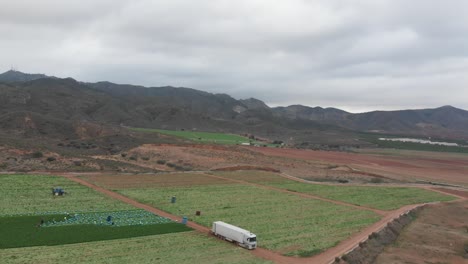 drone view of agriculture farms with tractor and workers
