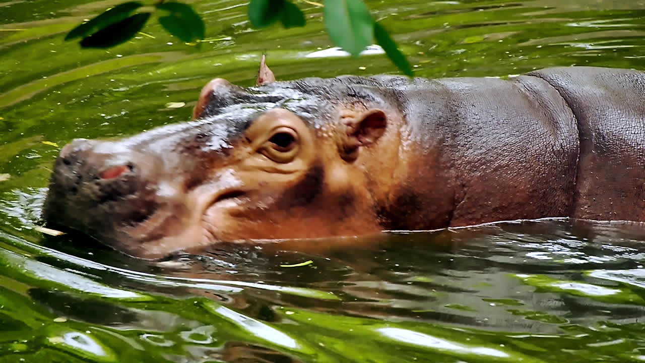 Close‑up of a hippopotamus resting in shallow water near the riverbank, eyes closed and skin glistening, capturing a peaceful wildlife moment in its natural habitat