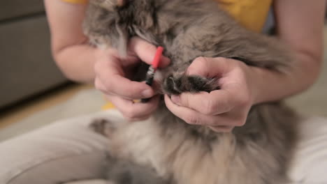 primer plano de un dueño de gato irreconocible recortando las garras de su gato