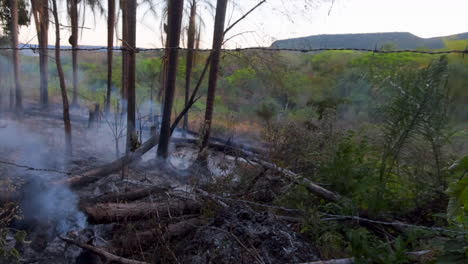 slash-and-burn-family-agriculture-in-rainforest-II