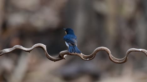 the indochinese blue-flycatcher is a found in lowland forests of thailand, known for its blue feathers and orange to white breast