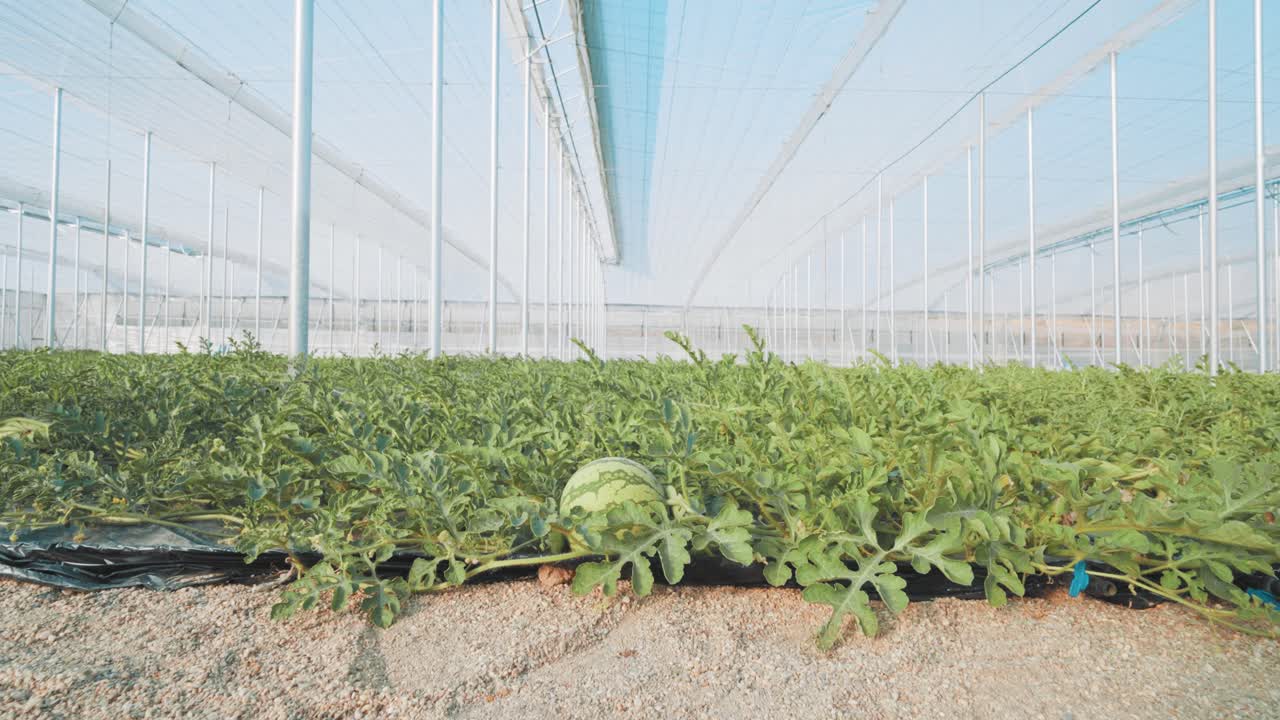 Watermelon growing in greenhouse: innovative agriculture