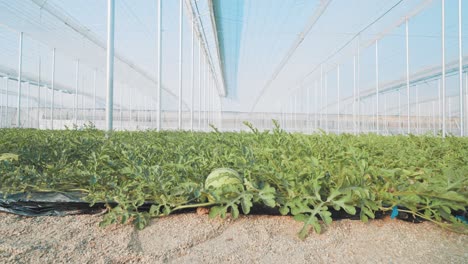 watermelon growing in greenhouse: innovative agriculture