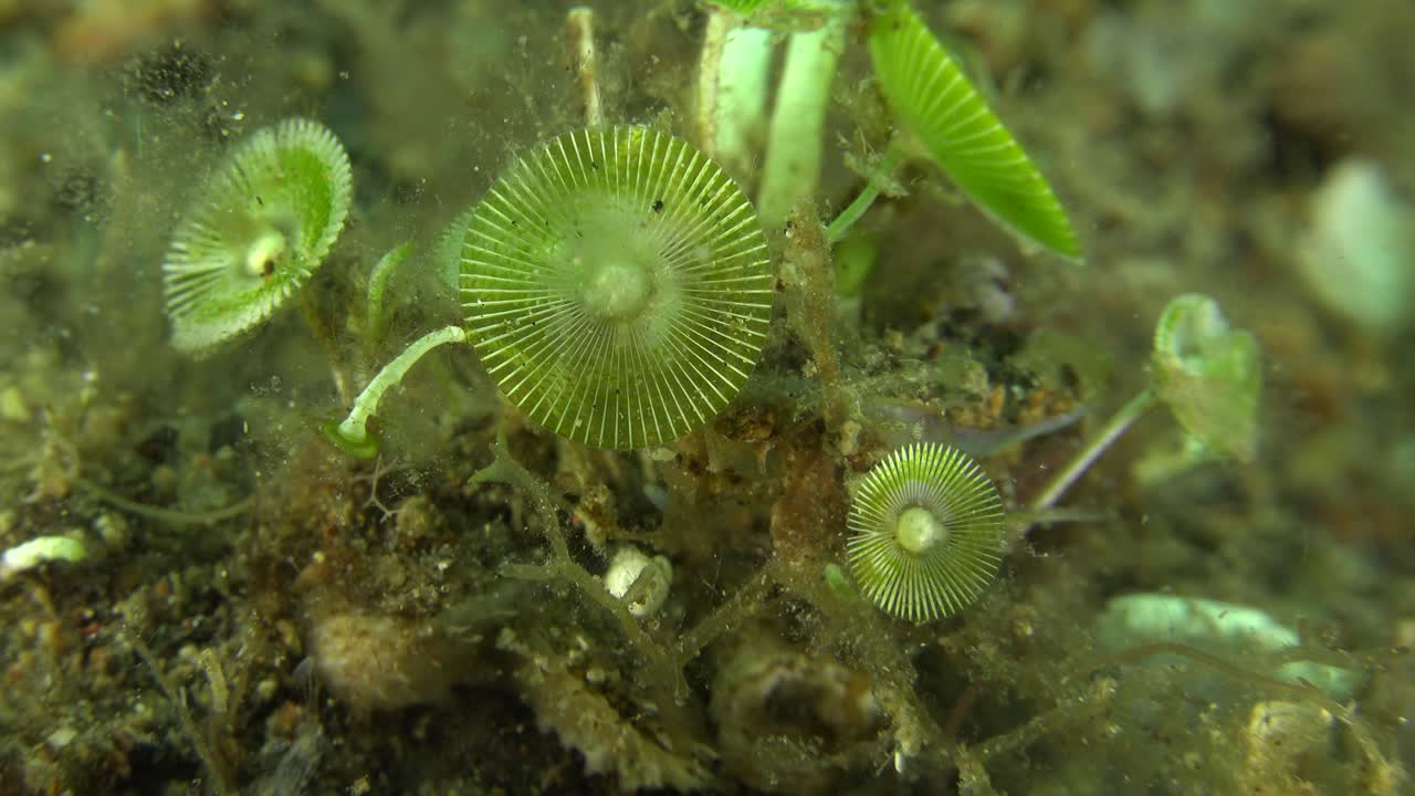 sea grass umbrellas underwater, close up shot from Anilao Philippines